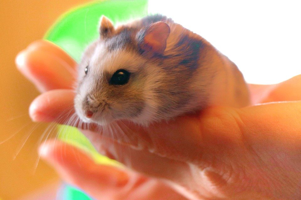 Hamster - cum ai grijă de un hamster?