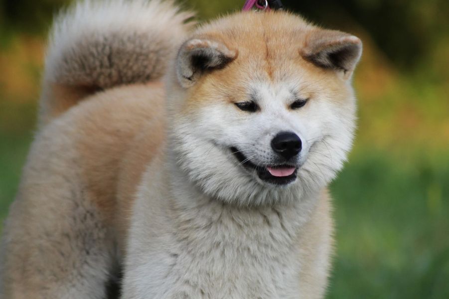 Akita este o rasa de caine primitiva din Japonia.