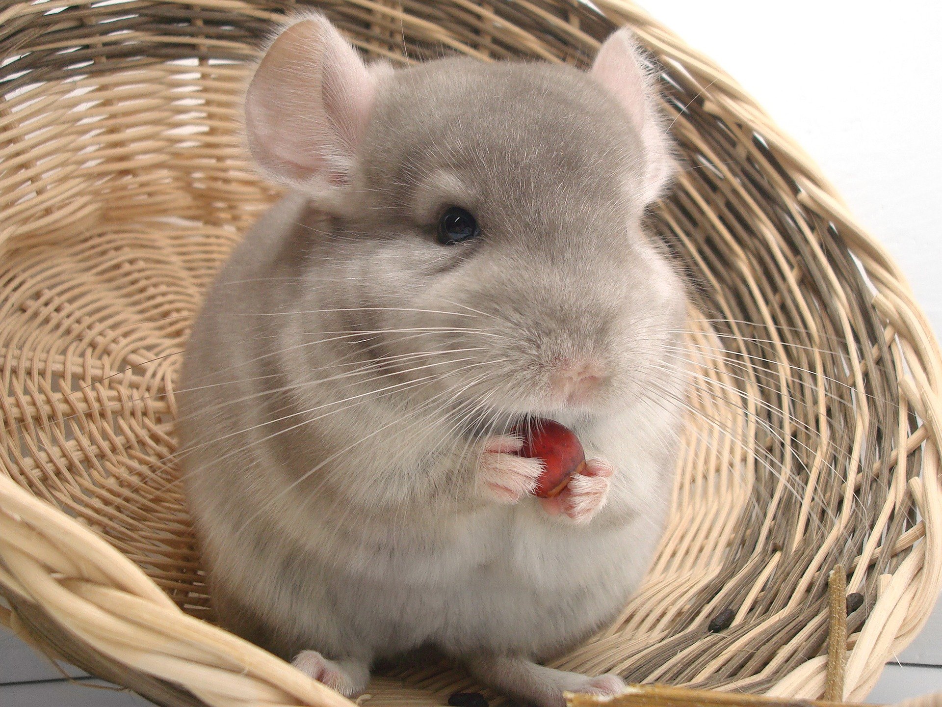 chinchilla domestică