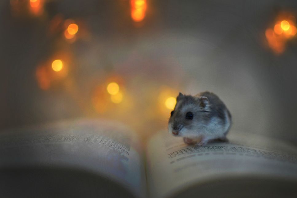 Alegerea unui nume pentru hamsterul tau poate fi distractiva pentru intreaga familie.
