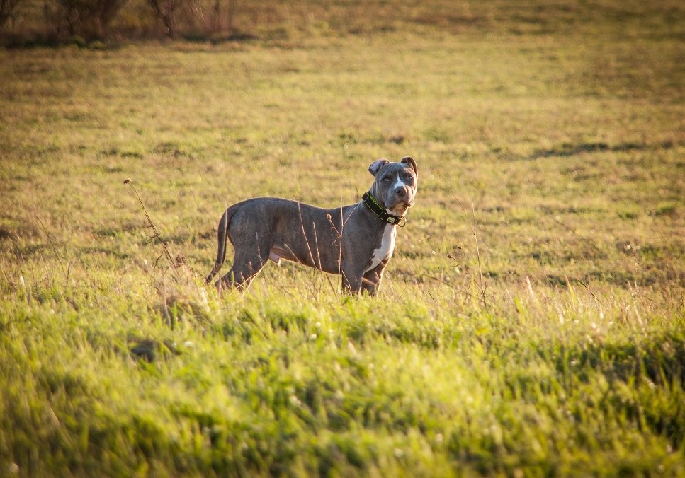 Caracterul, sanătatea si îngrijirea Amstaff. Cum dresezi un Amstaff?