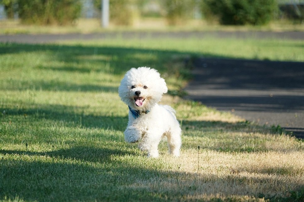 Bichon Frisé sunt niste catelusi frumosi, albi ca zapada.