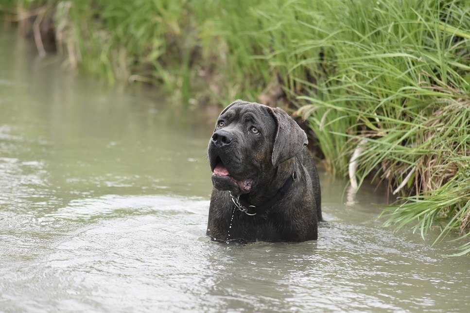 Cane Corso este un caine de aparare, de paza, de urmarire si de politie