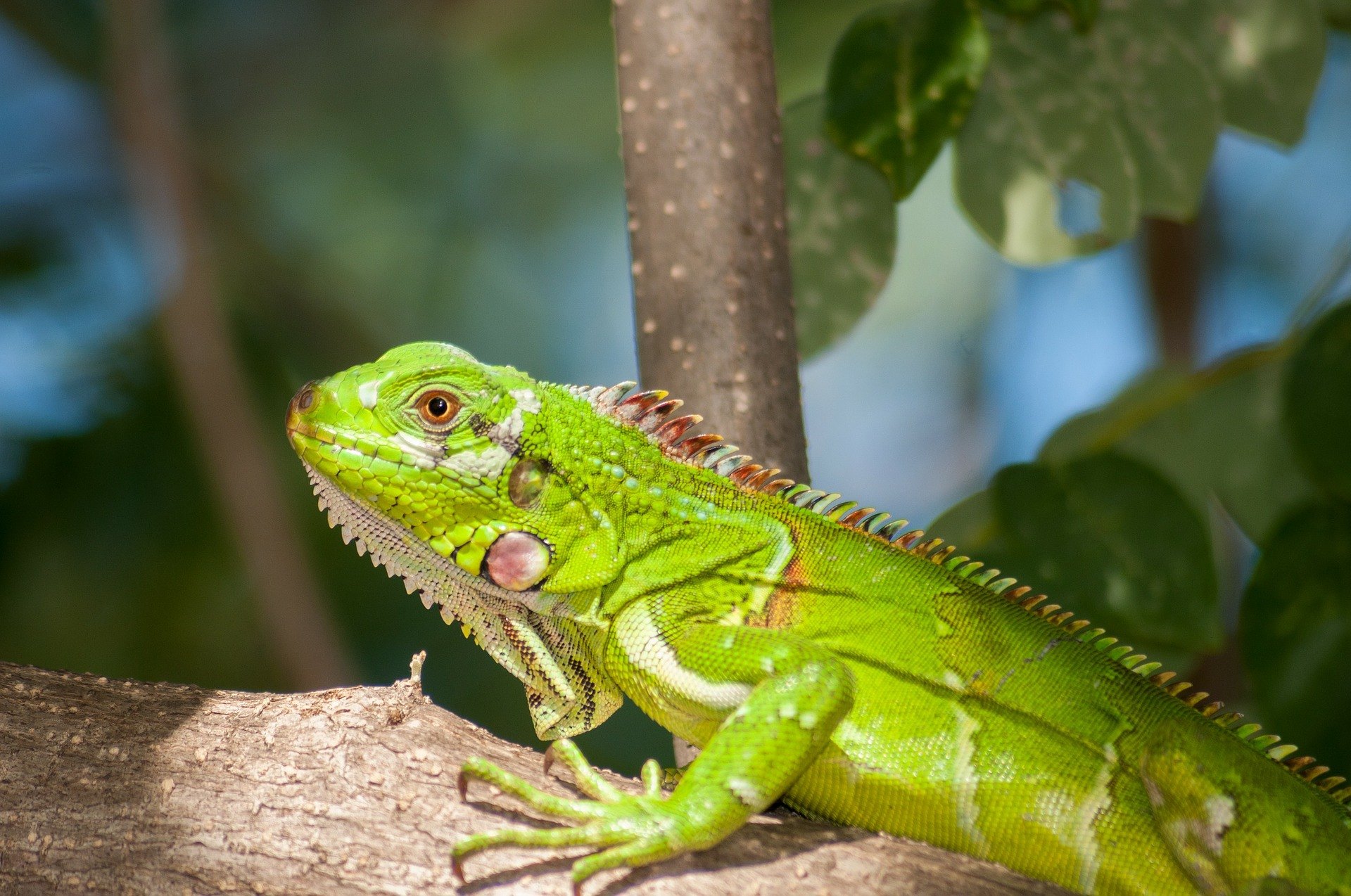Cresterea iguanelor nu este deloc usoara.