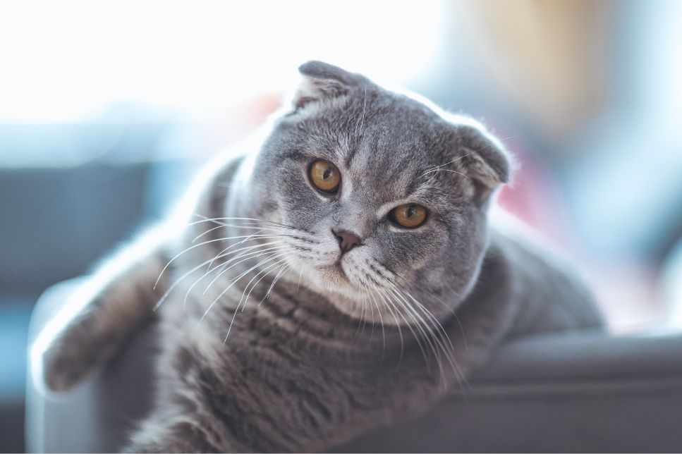 Rasa pisicilor Scottish Fold - puncte forte ale rasei