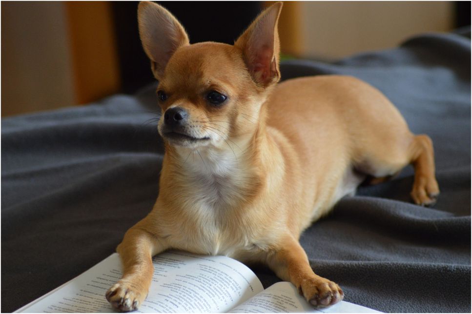 Chihuahua - varietăți, îngrijire, dispoziție | Fera.ro