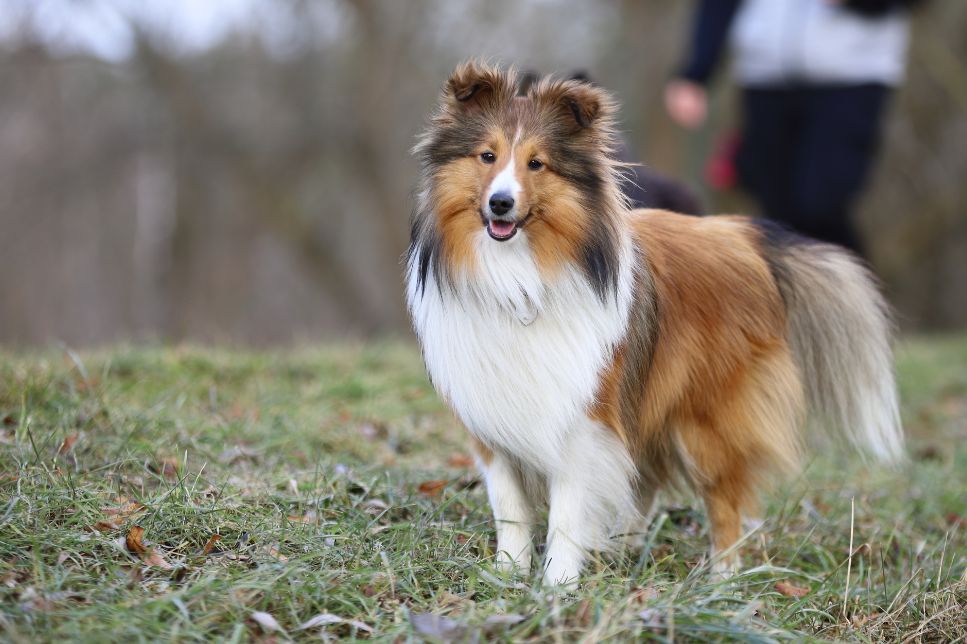 Câinele ciobănesc scoțian (Scottish Sheepdog Collie) – caracteristici, îngrijire, sănătate - Enciclopedia câinilor