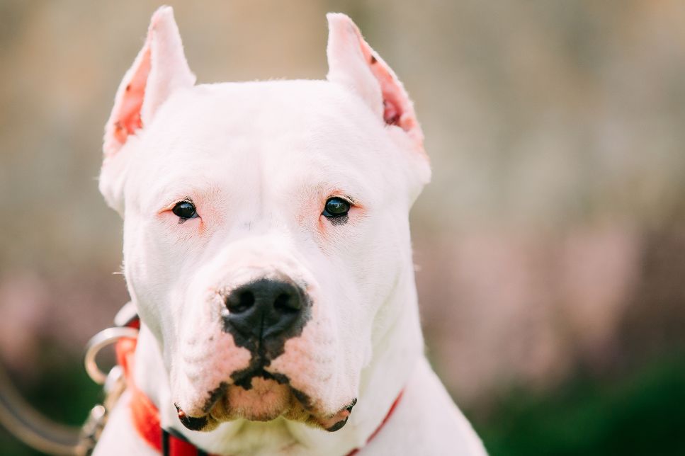 Dog argentinian - cele mai importante informații despre rasă - Enciclopedia câinilor