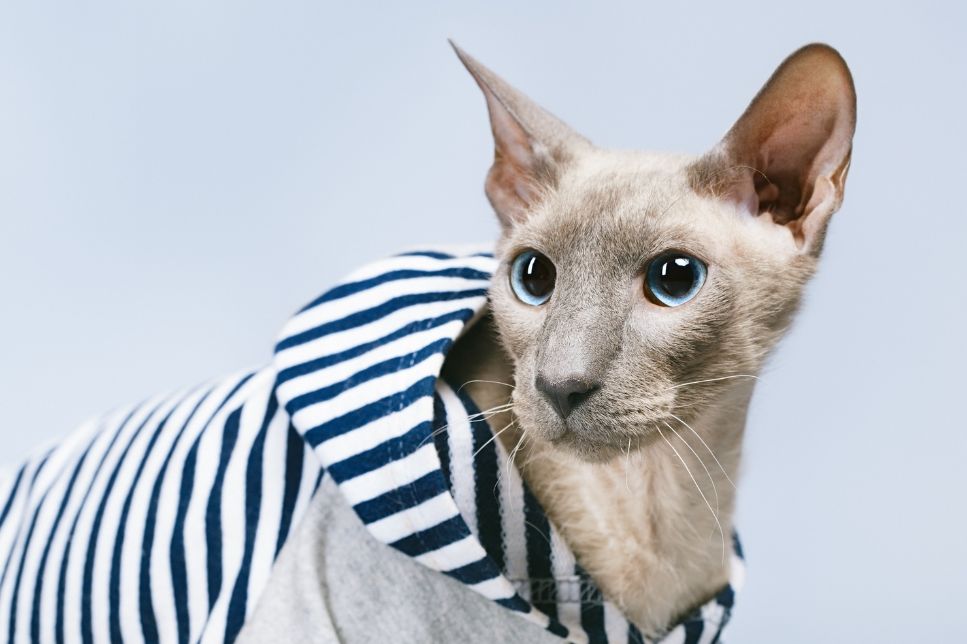 Peterbald (Sphynxul de Petersburg) - Enciclopedia raselor de pisici