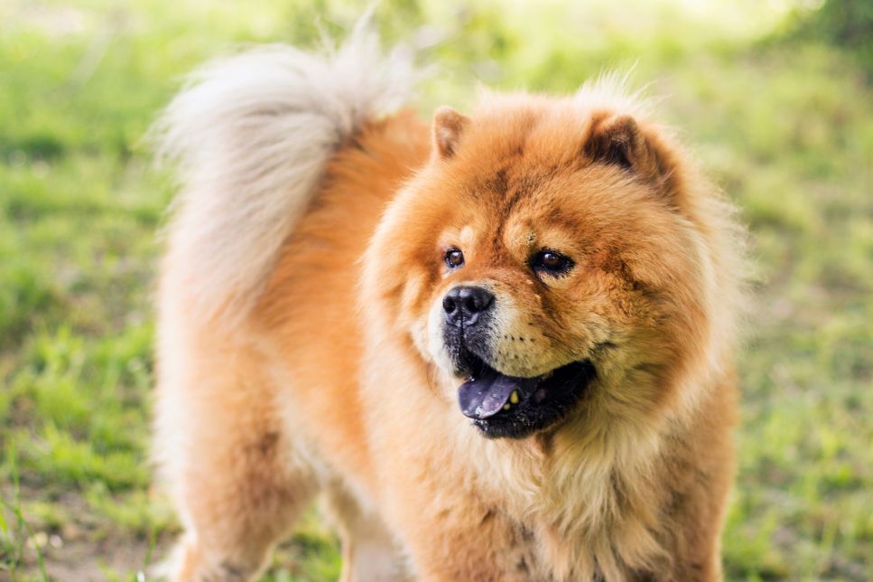 Chow Chow - cele mai importante informații despre rasă