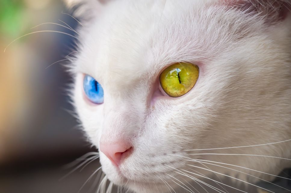 Khao Manee, sau bijuteria albă - Enciclopedia Felinelor
