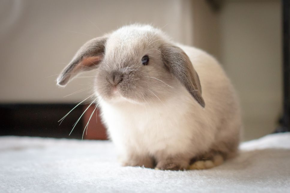 Iepure miniatural (Mini Lop) - Caracteristici, îngrijire, sănătate (Enciclopedia raselor)