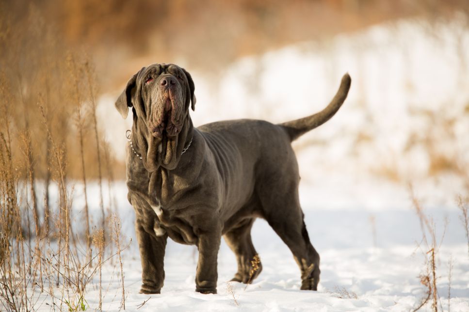 Neapolitan Mastiff (Mastino Napoletano) - Enciclopedia câinilor