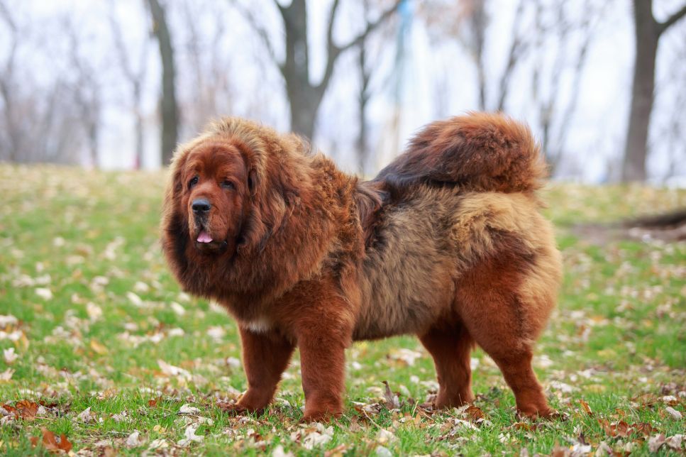 Mastiff tibetan (Do khyi) - enciclopedia raselor de câini