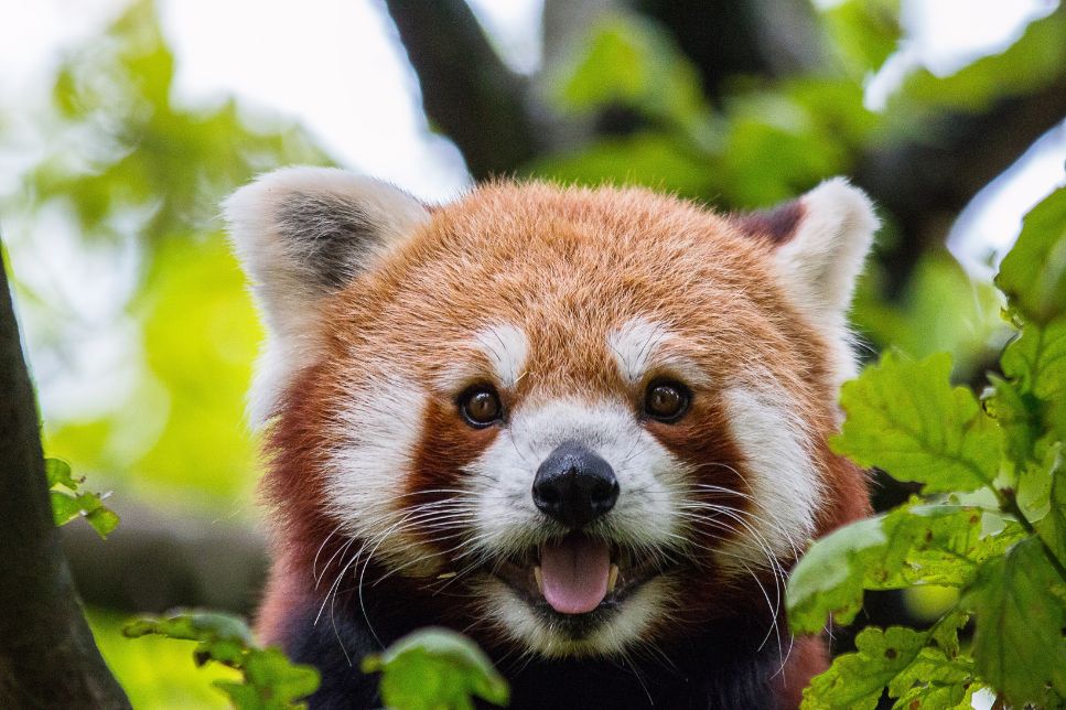 Clasamentul celor mai simpatice animale din lume