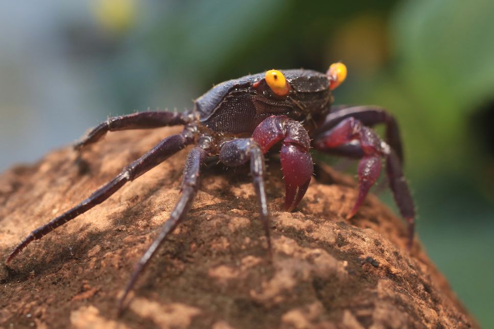 Crabul vampir - informații cheie despre specie