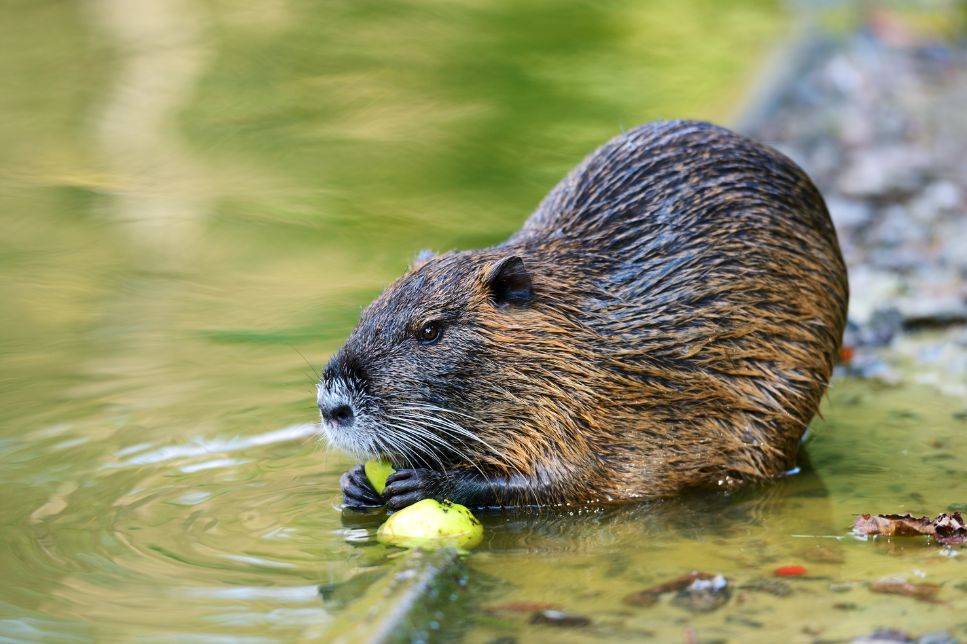 Muskrat (Bizam) - este un șobolan de apă? Informații cheie despre această specie