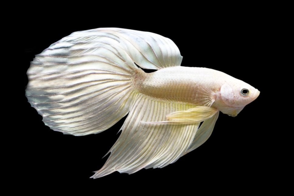 Veiltail - informații cheie despre specie