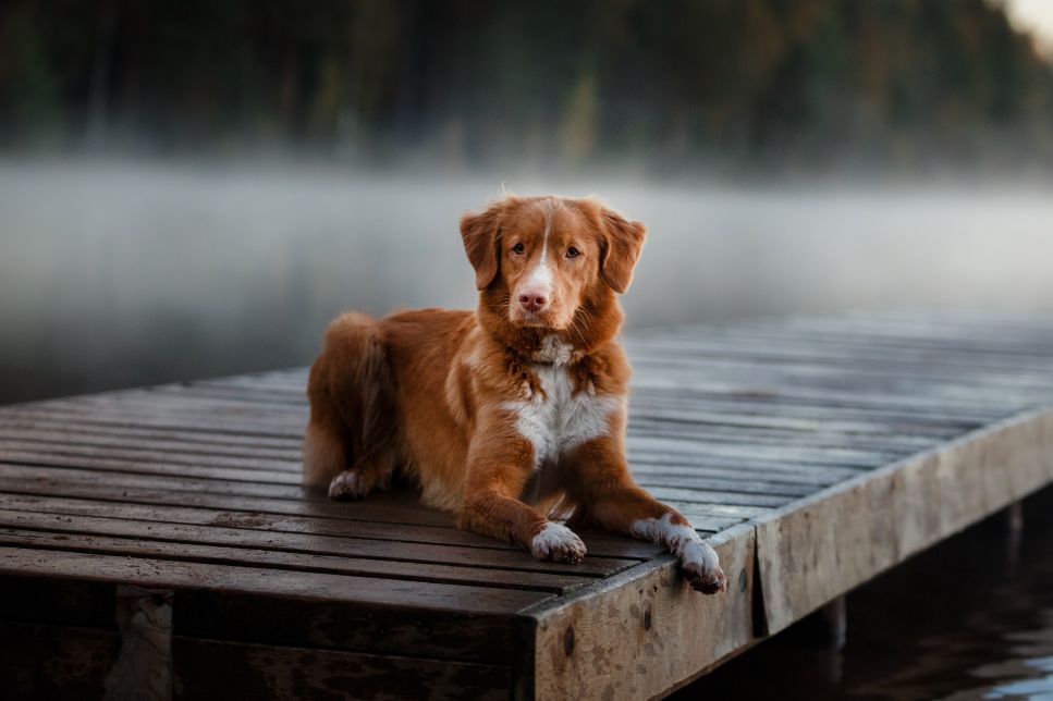 Nova Scotia Retriever (Nova Scotia duck tolling retriever) - Enciclopedia câinilor