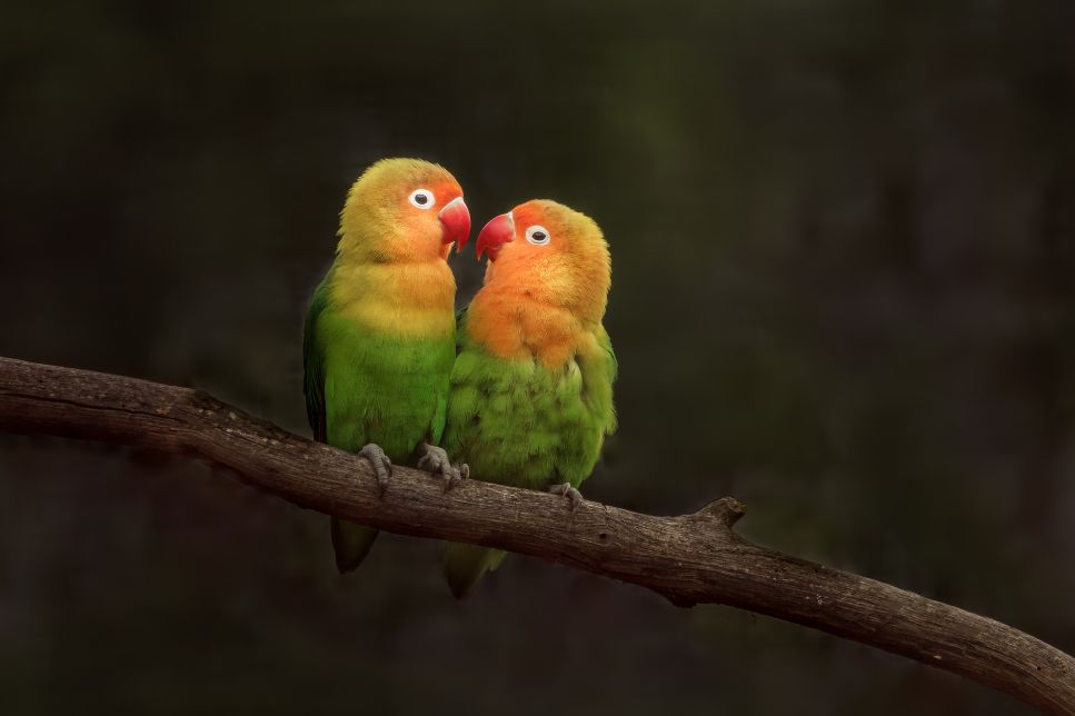 Papagalul amorez (Agapornis) - cu ce trebuie să îl hrănesc?