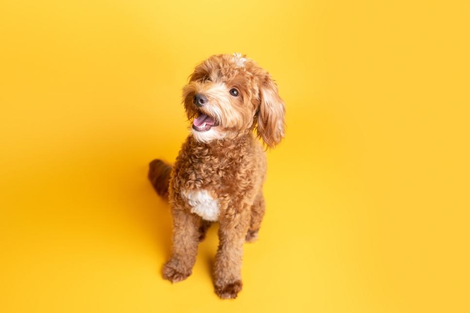 Goldendoodle - aspecte interesante ale rasei