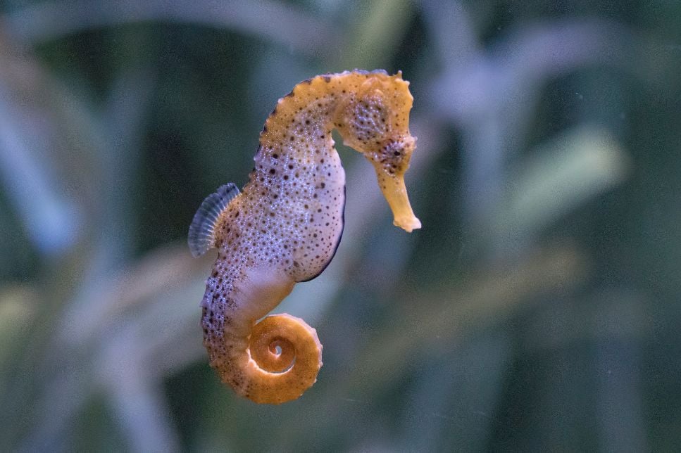 Cum arată un căluț de mare? Este posibil să îl înmulțiți în acvariu de casă?