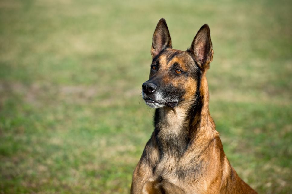Ciobănesc belgian (Malinois) - ghidul rasei și caracteristici