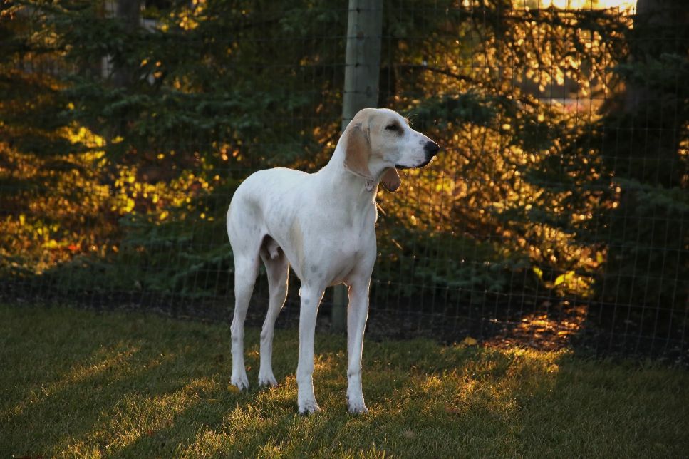 Porcelaine (Franche-Comté) – Enciclopedia câinilor