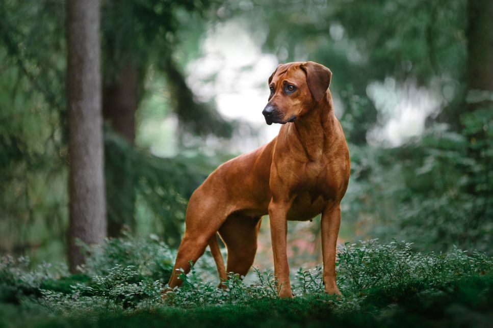Rhodesian Ridgeback - câinele cu dungă pe spate - Enciclopedia raselor