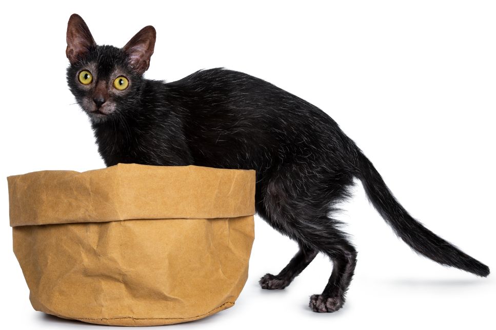 Lykoi, sau pisica vârcolac (Werewolf Cat) - Enciclopedia Felină