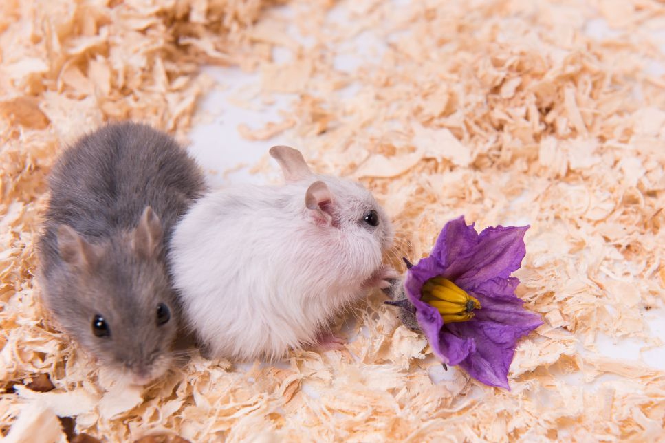 5 plante otrăvitoare pentru iepuri, hamsteri și alte rozătoare