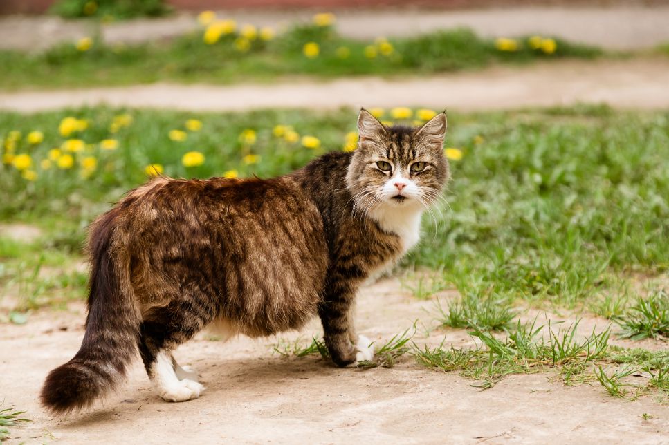 Informații de bază despre pisicile gestante