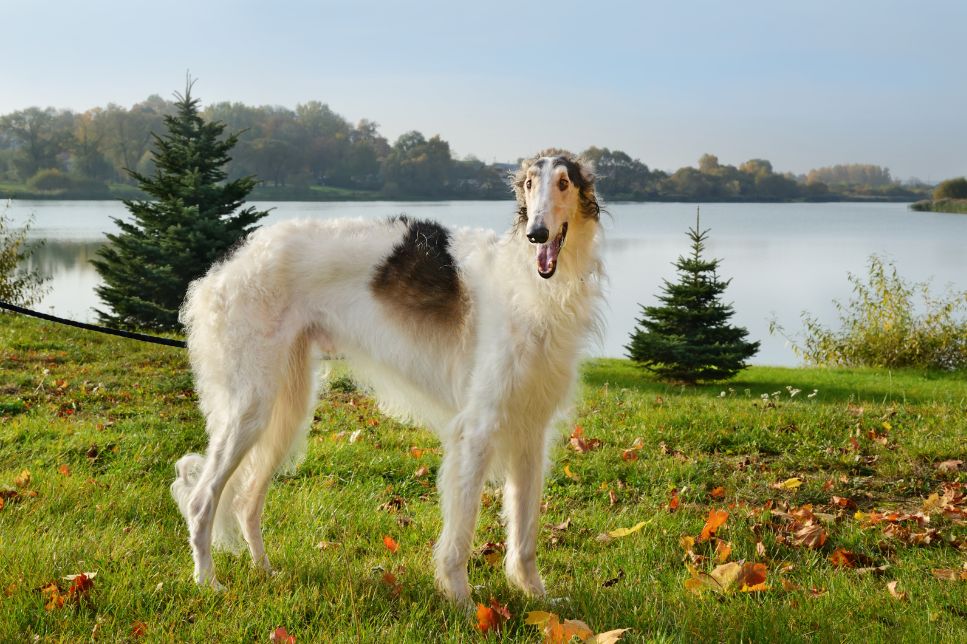 Borzoi (ogar rusesc) - informații cheie despre rasă
