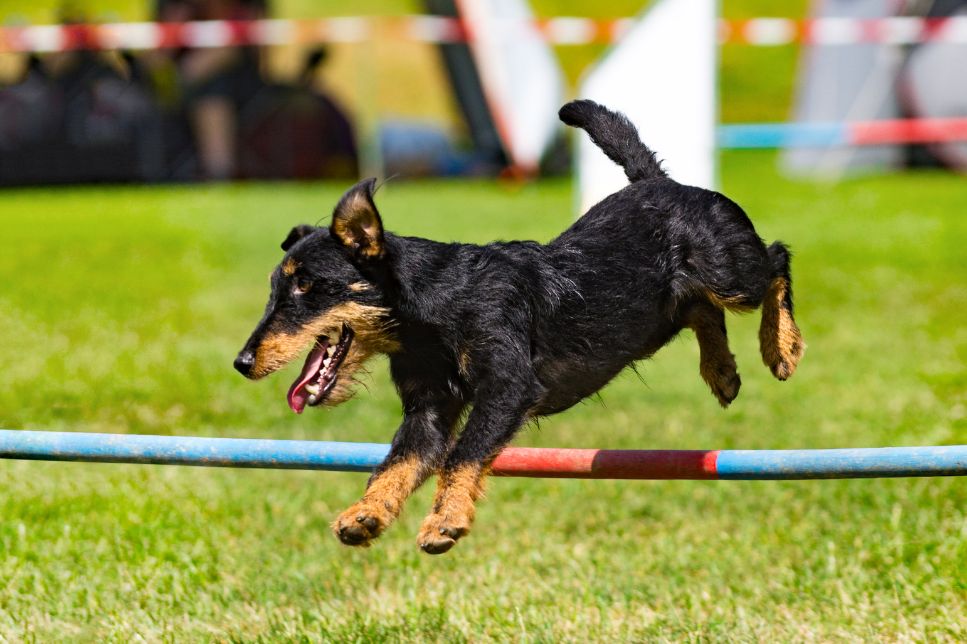 Terrier german de vânătoare (Jagdterrier) - informații cheie despre rasă