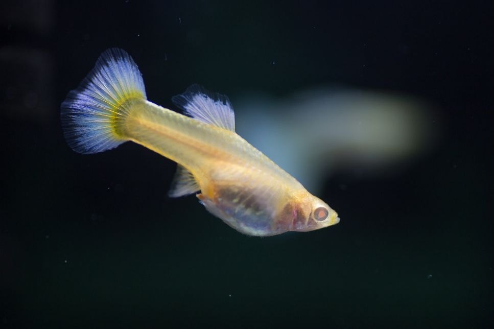 Peștele păun sau Guppy - de ce sunt populari acești pești în acvariu?