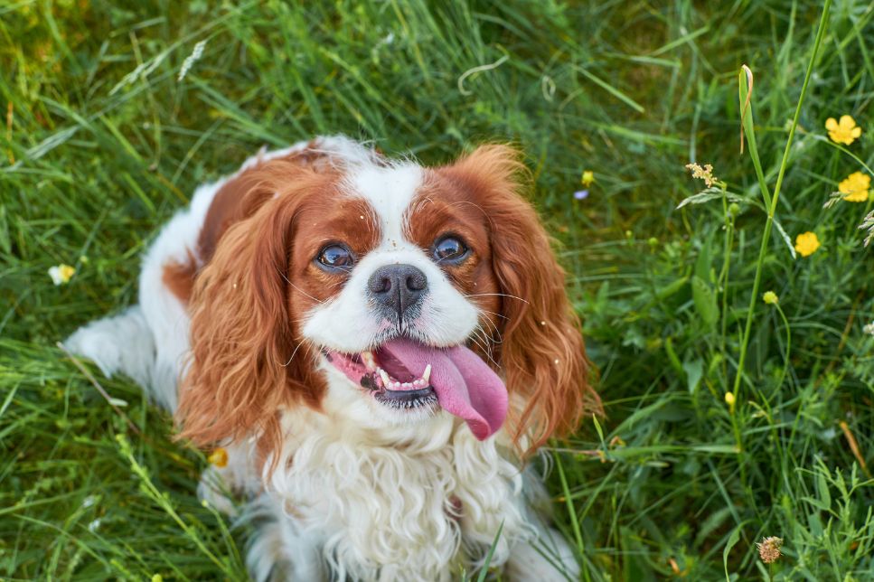 Cavalier King Charles Spaniel - caracteristici, îngrijire, sănătate (Enciclopedia câinilor)