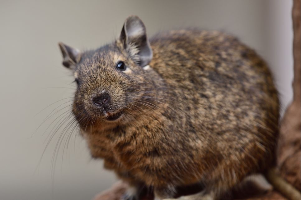 Degu domestic. Puncte forte ale rozătoarelor săritoare