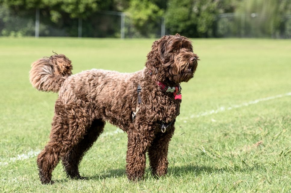 Labradoodle - cele mai importante informarii despre rasa