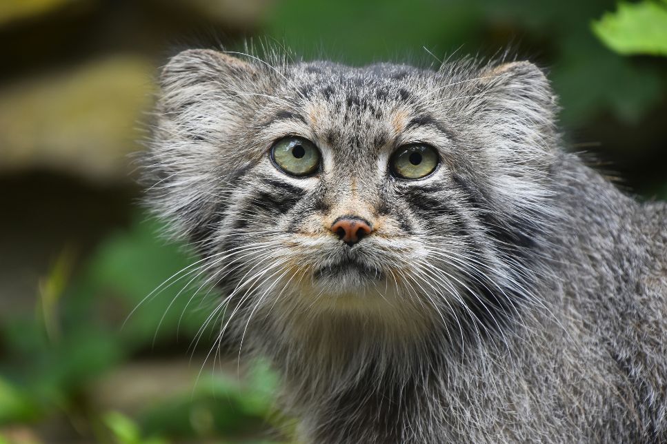 Manul (Pisica de stepă) - informații cheie despre specie