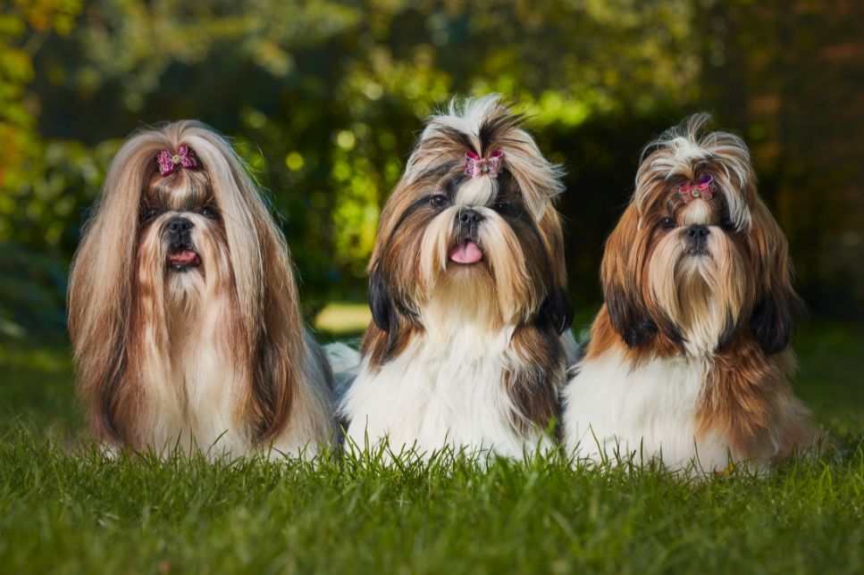 Shih Tzu - cele mai importante informații despre rasă