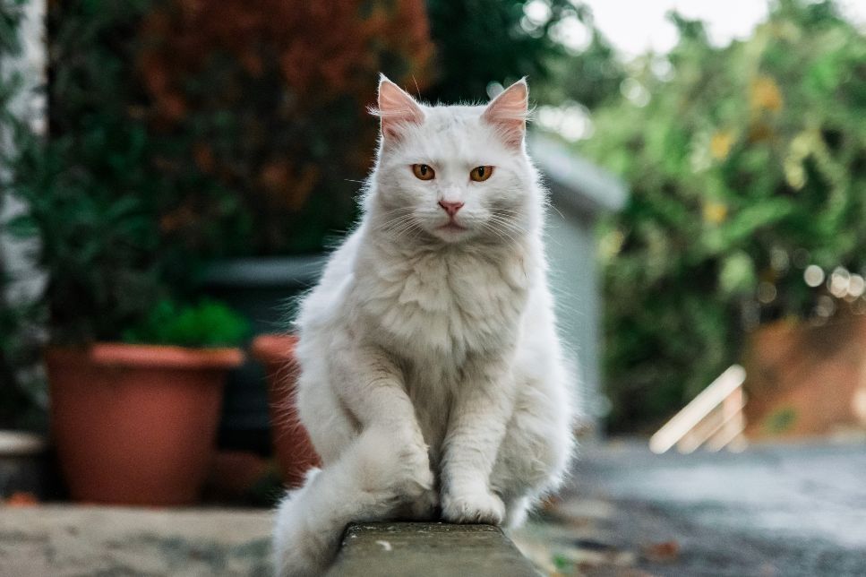 Poți domestici o pisică sălbatică? Cum o îmblânzesc?
