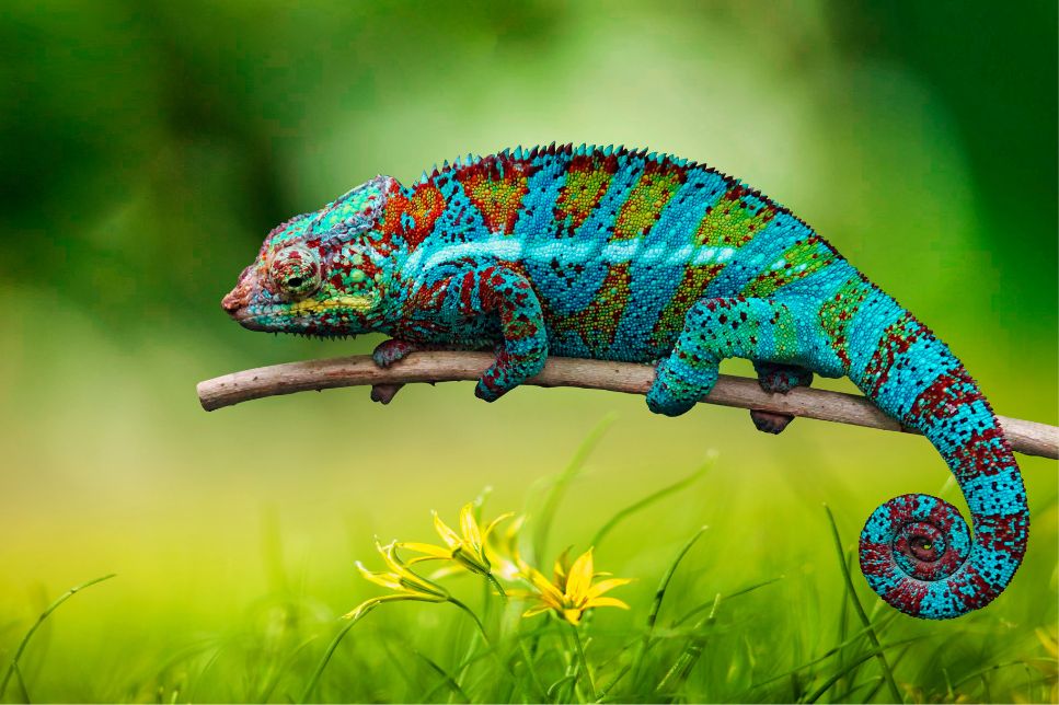 Cameleon - caracteristici ale celor mai comune specii domestice