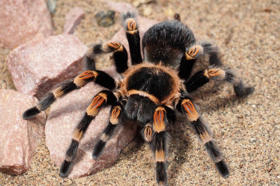 Tarantula - informații cheie despre păianjen