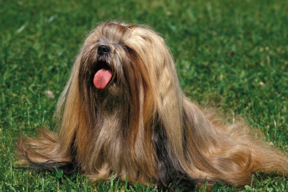 Lhasa Apso - informații importante despre rasă