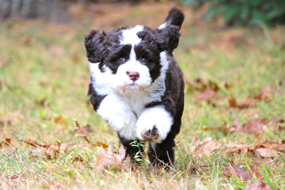 Câinele de Apă Portughez (Cão de Água Português) - enciclopedia raselor de câini