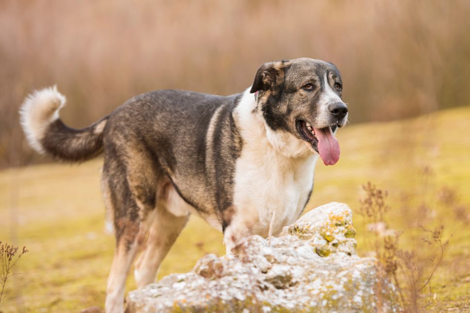 Mastiff spaniol (Spanish Mastiff) - enciclopedia raselor de câini