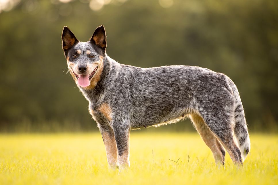 Australian Cattle Dog - enciclopedia raselor de câini