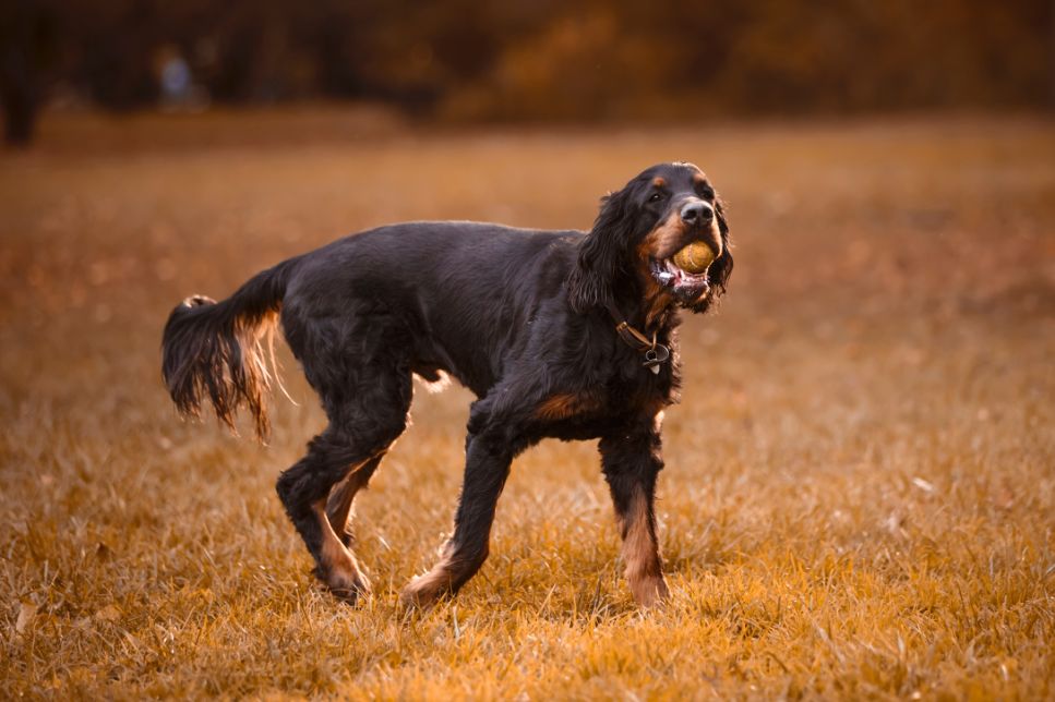 Setter scoțian (Gordon) - Enciclopedia raselor de câini