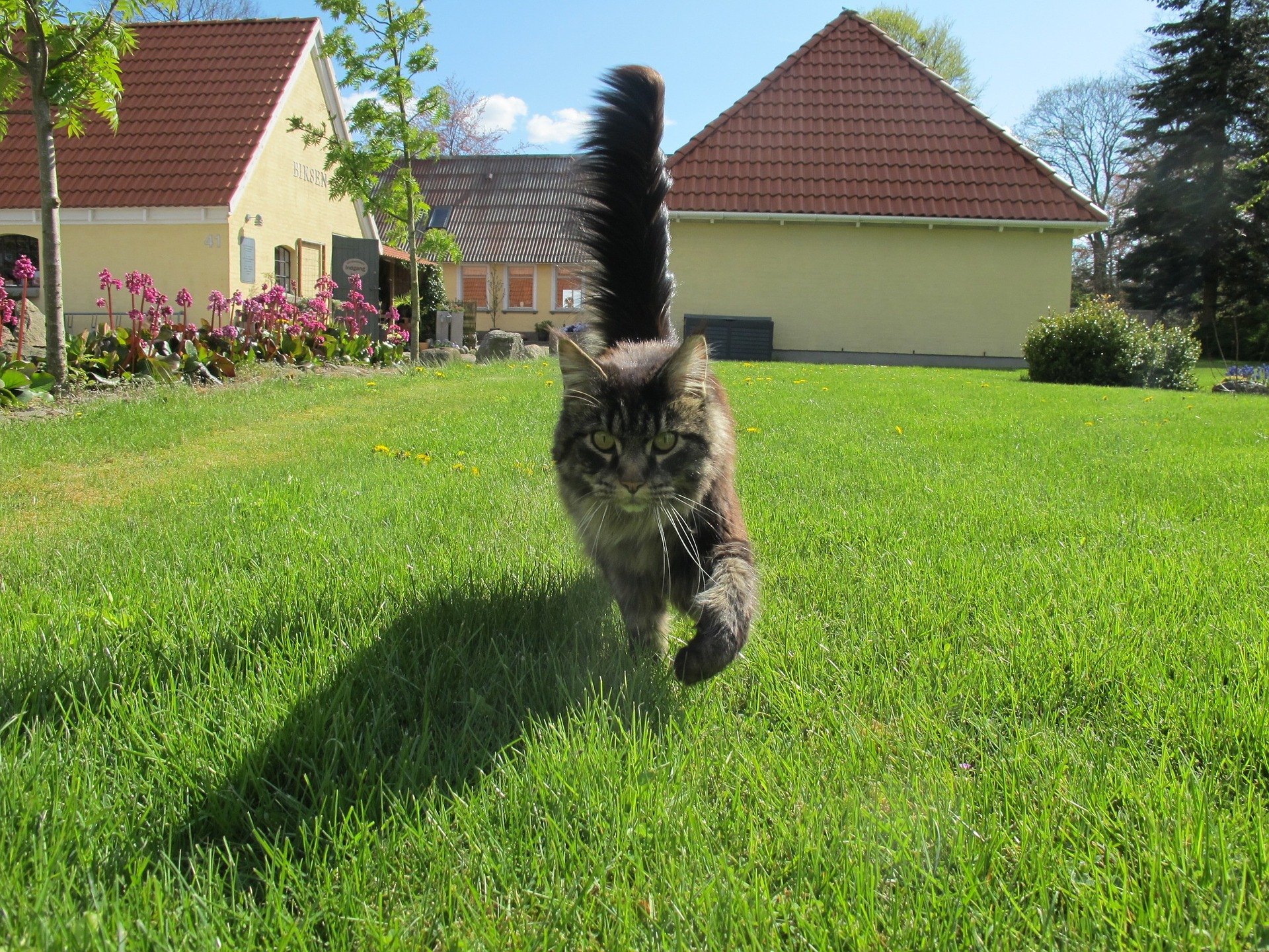 Limbajul trupului la pisici: ce ne spune felina prin intermediul cozii?