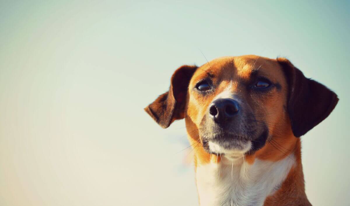 Plecarea in strainatate cu cainele necesita vaccinarea animalului de companie cu pregatirile necesare. Ce anume? Verifica!